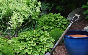 See How 30 Clever Gardeners Make Their Hostas Thrive